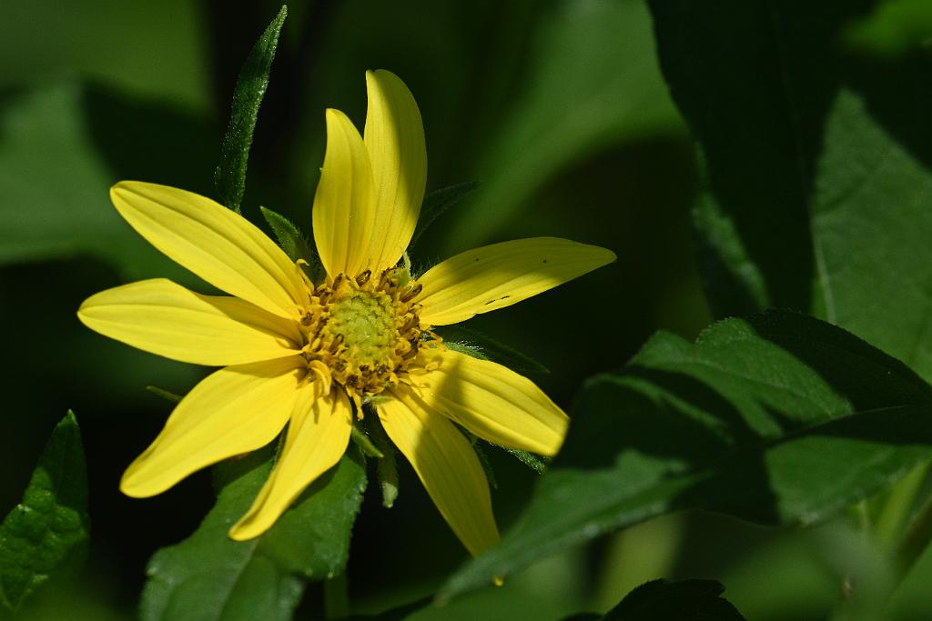 2025-08080021 Tower Hill Botanaic Garden, MA.JPG - Woodland Sunflower (Helianthus divaricatus). New England Botanic Garden at Tower Hill, MA, 8-8-2025